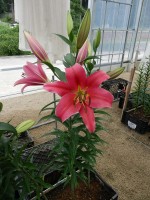 [4194 Sensi VWS No01.JPG]